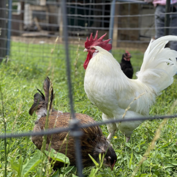 Virtual Field Trip to Great Kids Farm